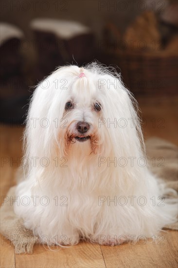 Coton de Tulear