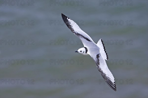 Larus tridactylus