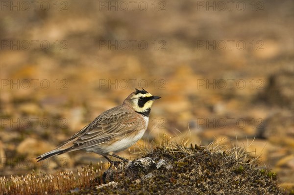 Shore Lark