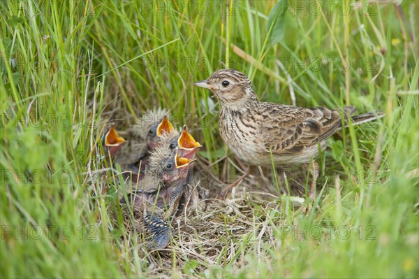 Eurasian skylark