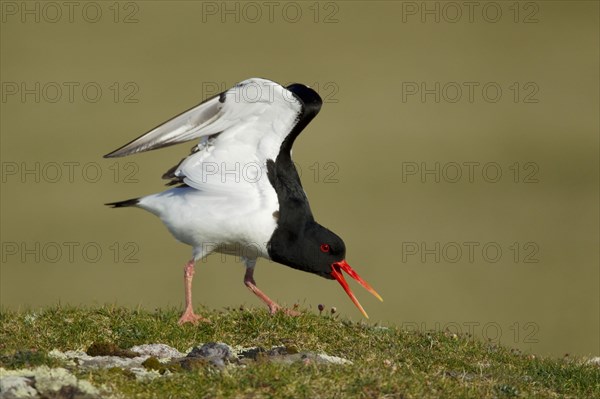 Eurasian eurasian oystercatcher