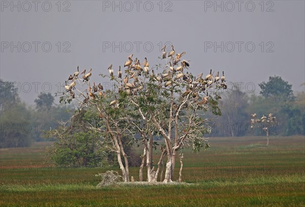 Spot-billed Pelican