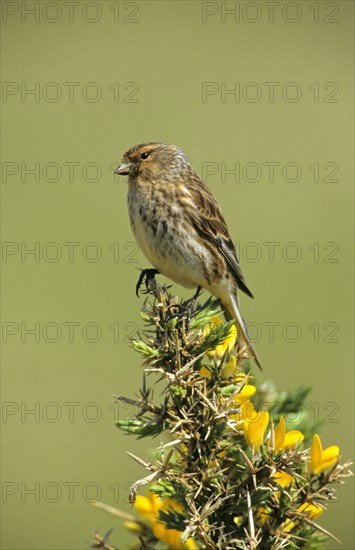 Twite