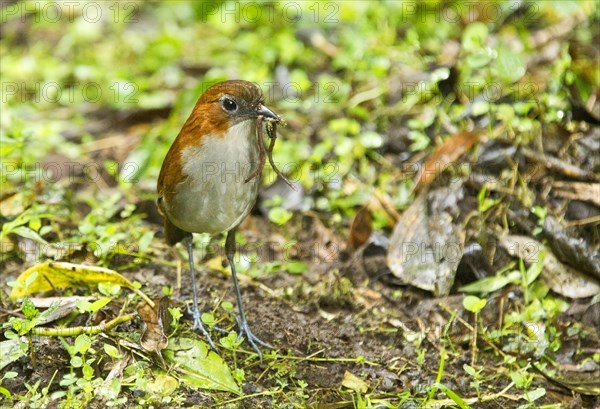 White-bellied antpitta