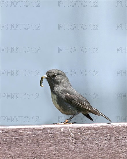 Stewart Island Robin