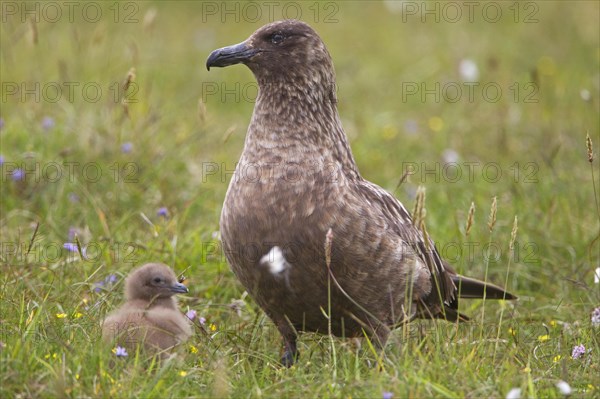 Great Skua