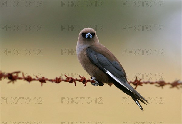 Dusky Woodswallow