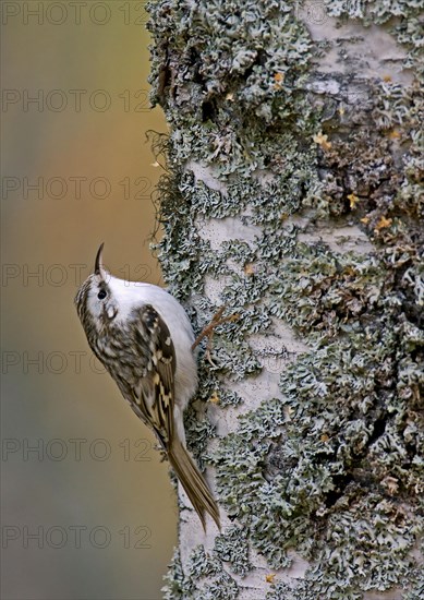 Eurasian treecreeper