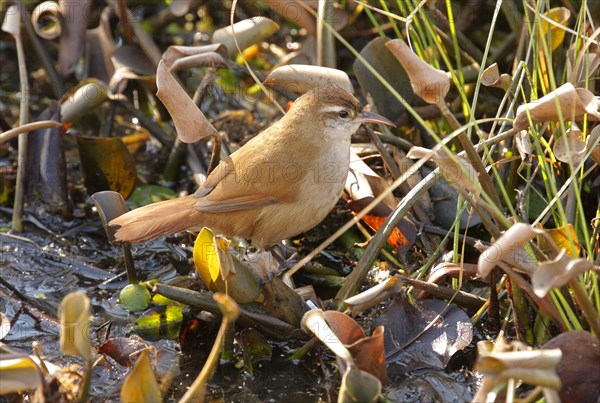 Curve-billed Reedhaunter