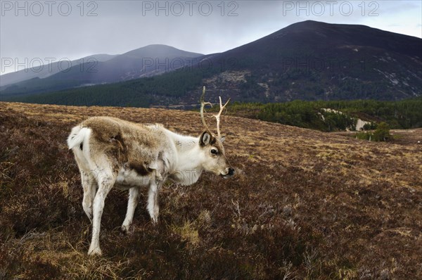 Reindeer