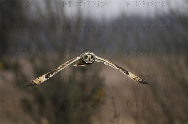 Short-eared owl