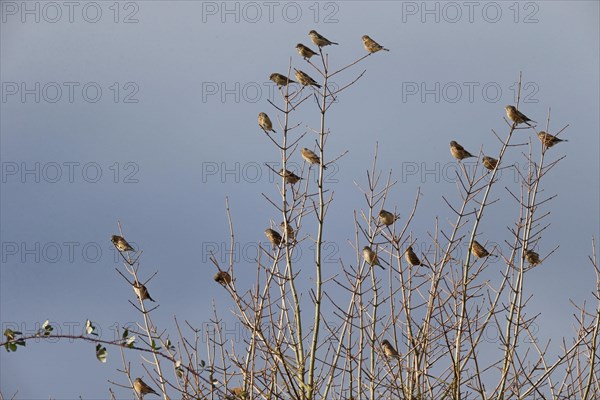 Eurasian Linnet