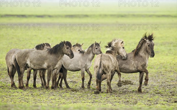 Konik domestic stallion