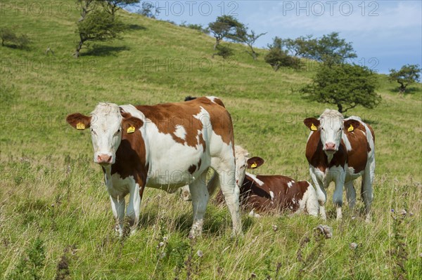 Domestic Cattle