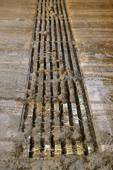 Concrete slats in cattle yard