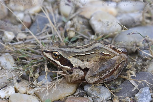 Moor Frog