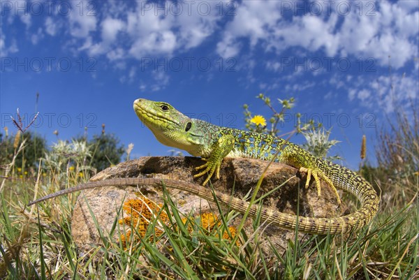 Subadult ocellated lizard