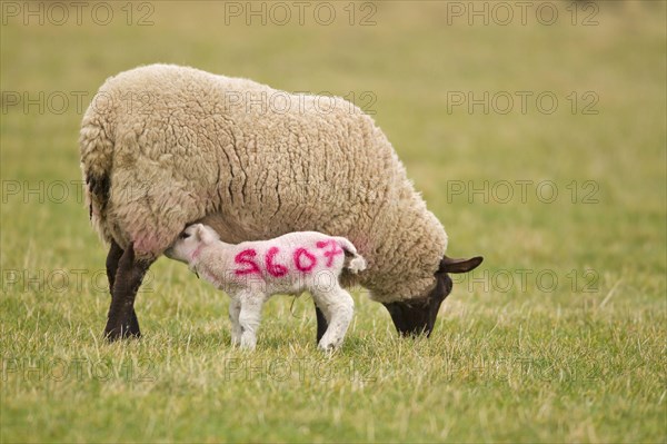 Domestic Sheep