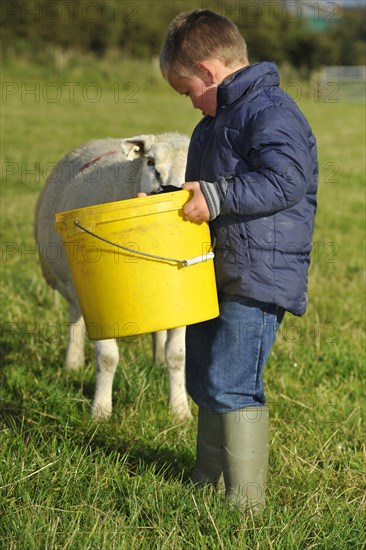 Sheep farming