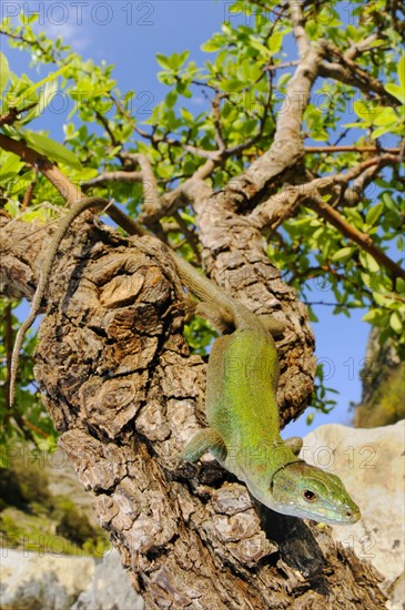 Italian wall lizard