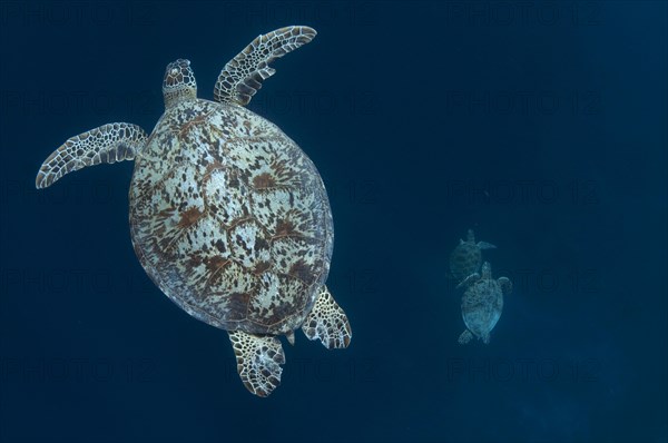 Green Turtle