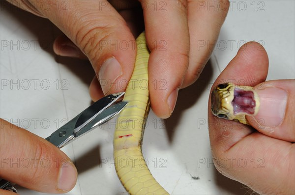 Western green whip snake