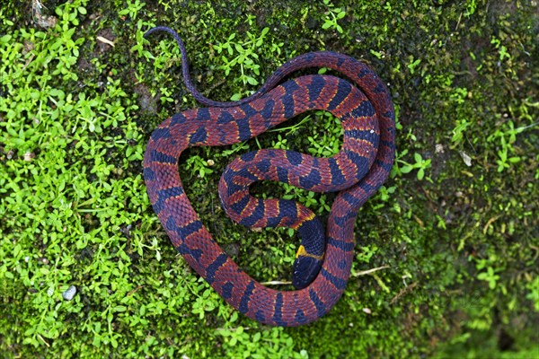 Red Coffee Snake