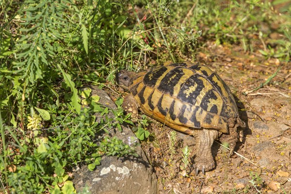 Greek tortoise