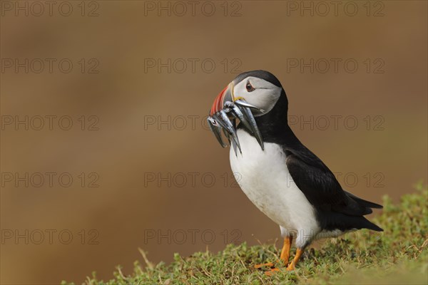 Puffin