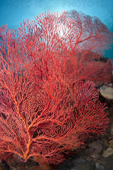 Soft coral