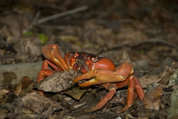 Christmas island red crab