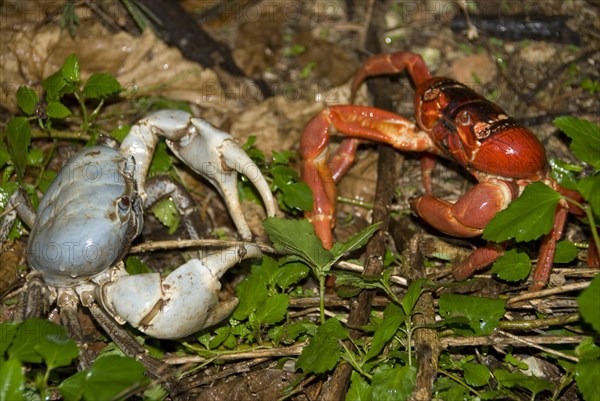 Blue crab