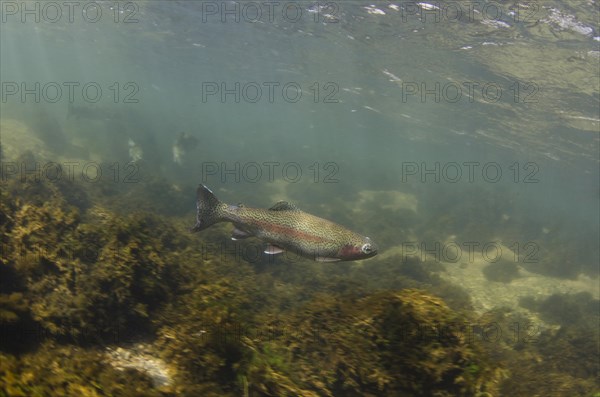 Rainbow trout