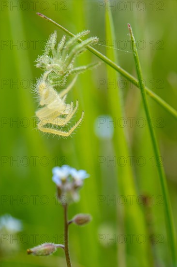 Green Crab Spider