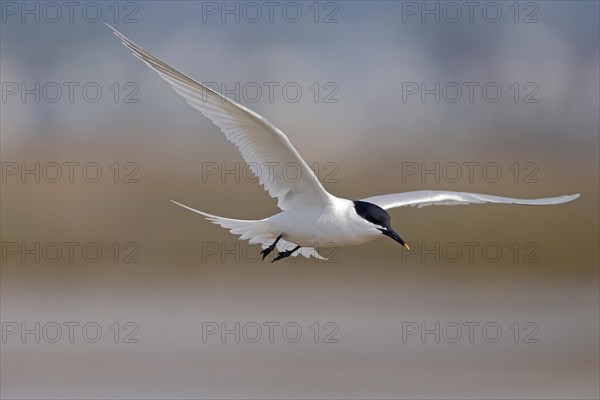 Sandwich Tern