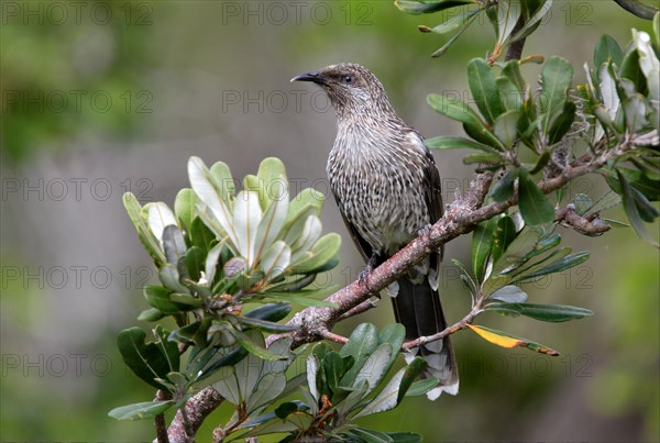 Brush Wattlebird