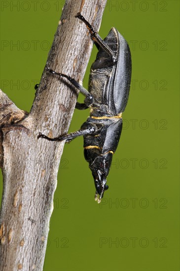 Lesser Stag Beetle