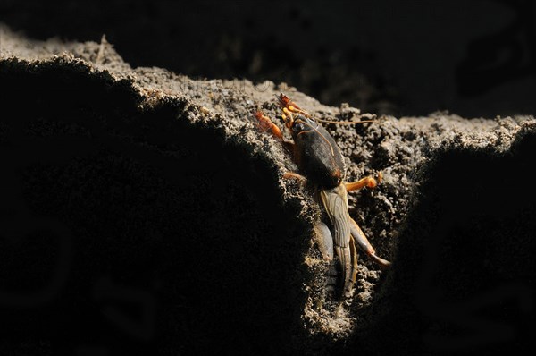 European Mole Cricket