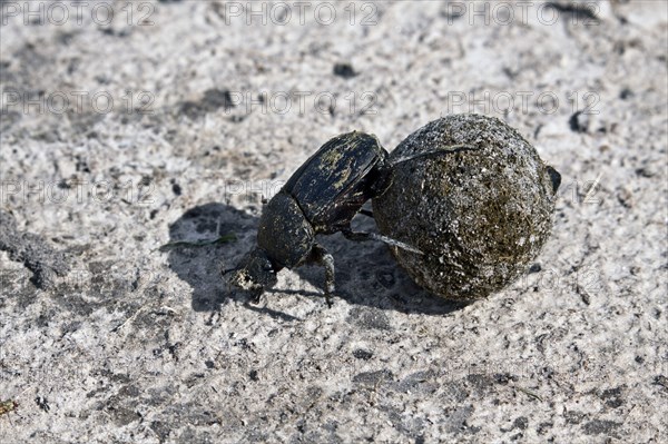 Dung or scarab beetle