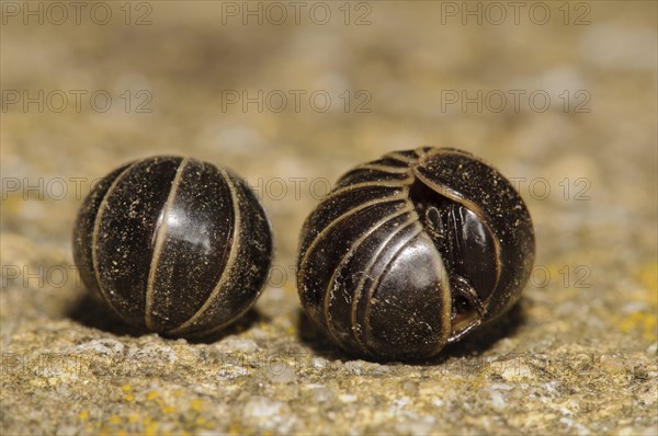 Common pill millipede