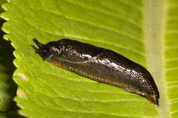 Great Black Slug