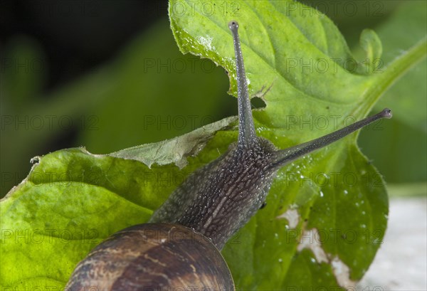 Garden Snail