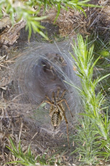 Labyrinth Spider