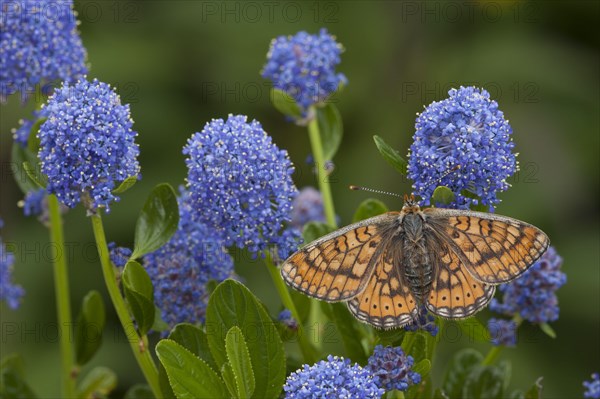 Marsh fritillary