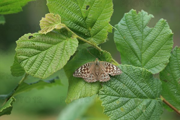 Silver washed fritillary