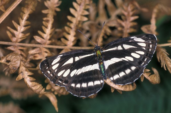 Neptis aceris