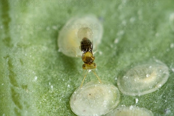 An adult parasitoid wasp