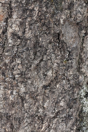 Tawny Prominent