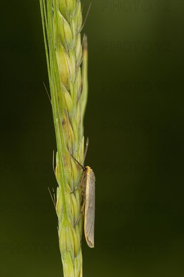 Common footman