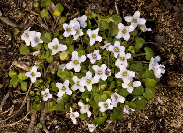 Flowering False Diamond Flower